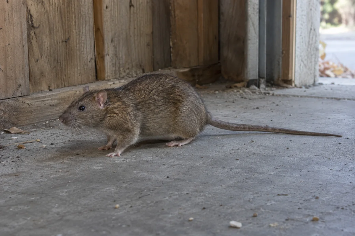 Brown rat on a concrete garage floor beside a wooden wall